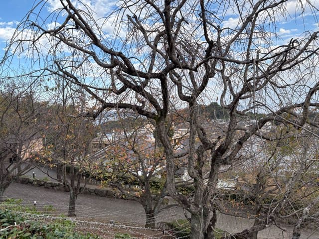 絶景の宿さくら亭